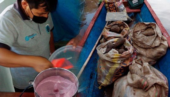 Harina-de-sachapapa-como-experiencia-productiva-de-CooperAccion-en-Amazonas